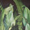 Tropical Collection 4 Panel Wall Mural 8.8' L x 110.2" W in A Tropical Forest Design