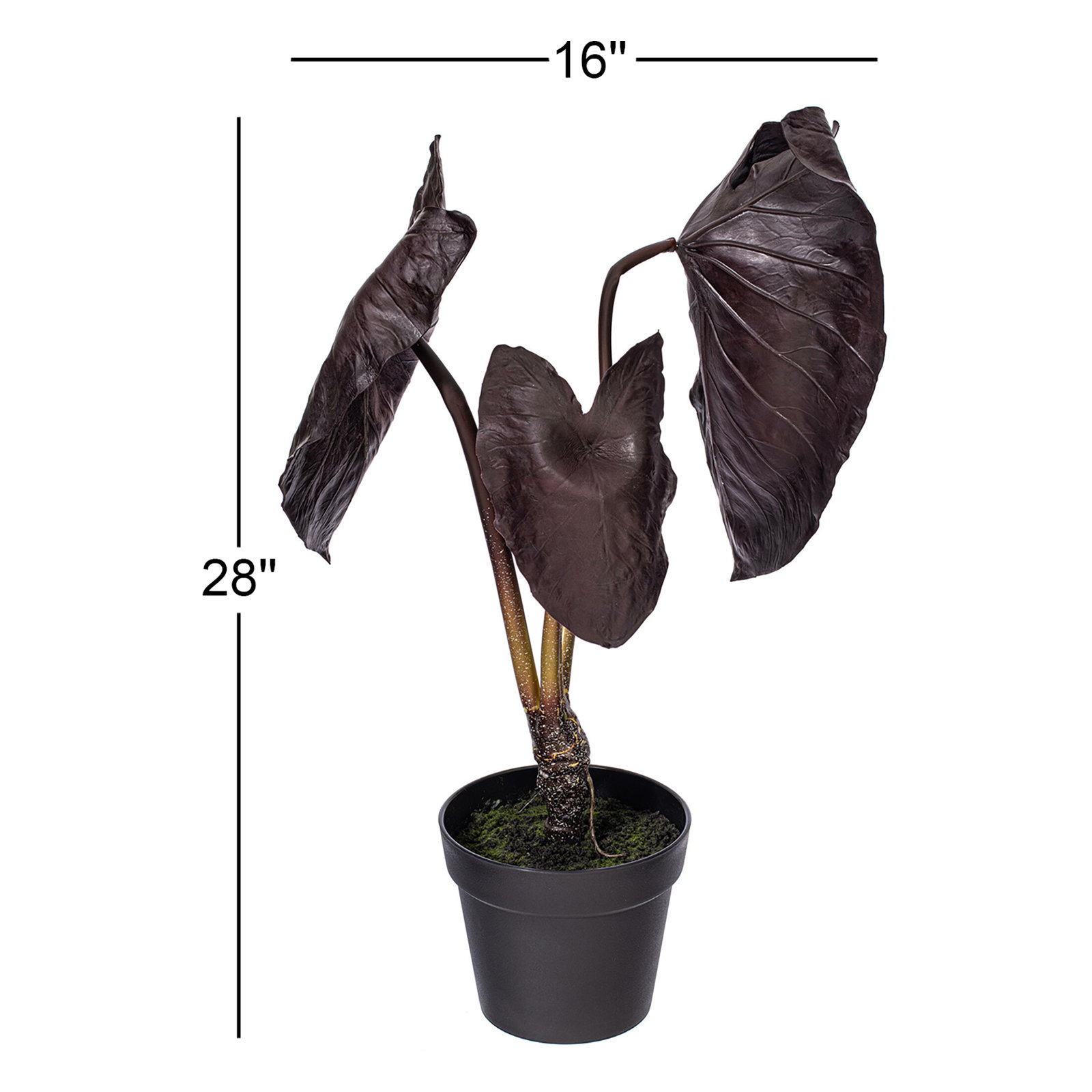 28" Alocasia Black Magic Potted Plant.