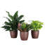Plant in Pot-898924735