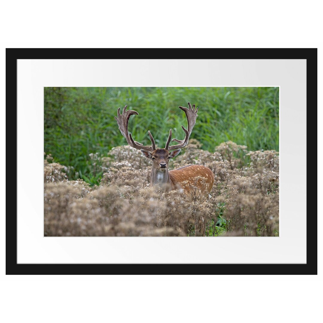 Gerahmtes Poster Hirschbock auf Wildwiese