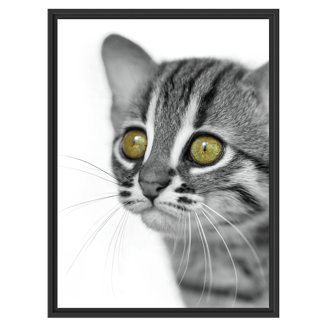 Junge Tabby-Katze Gerahmter Kunstdruck