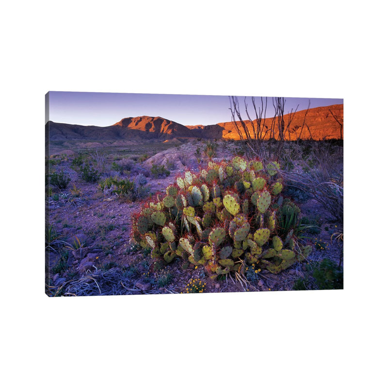 Opuntia in Chihuahuan Desert Landscape, Big Bend National Park, Texas 1 Piece Wrapped Canvas Wall Art