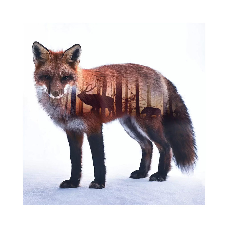 Fox I by Paul Haag - Print on Canvas, Wrapped Canvas, 30.48 cm H x 30.48 cm W