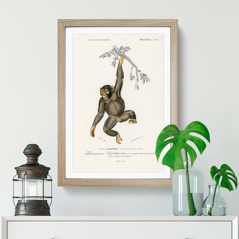 Chimpanzee by Charles D'Orbigny - Picture Frame Painting Print on MDF, 36cm H x 27cm W x 2cm D, Oak Framed