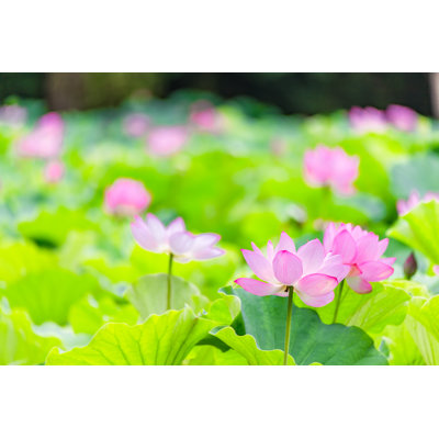 It Is The Lotus - Wrapped Canvas Print