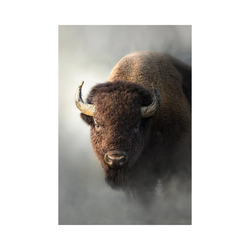 Bison dans la brume - Giclée sur toile tendue avec châssis
