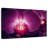 Harnek Purple Moth Orchid-108730765