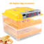 Symple Stuff Chasteen Egg Incubator