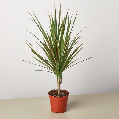 House Plant Shop Live Dracaena Plant