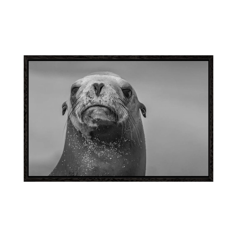 California Sea Lion, La Jolla, California 1 Piece Wall Art on Canvas, 66.04 cm H x 45.72 cm W, Black Framed