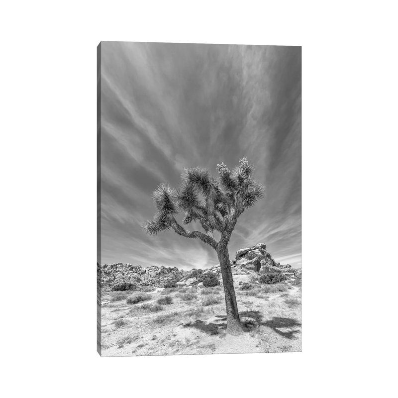 Lonely Joshua Tree Monochrome by Melanie Viola - Wrapped Canvas Print, 66.04 cm H x 45.72 cm W x 1.91 cm D