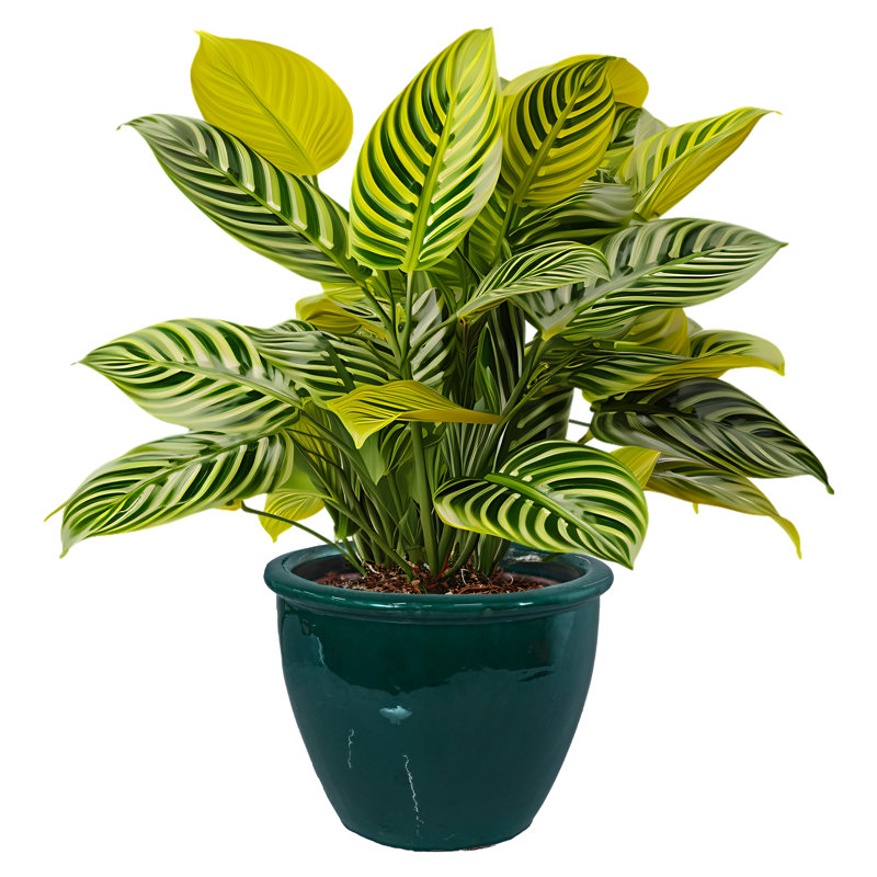 Jardinière extérieure Berlina, H 11,25 po x l 14,5 po x P 14,5 po, Vert foncé