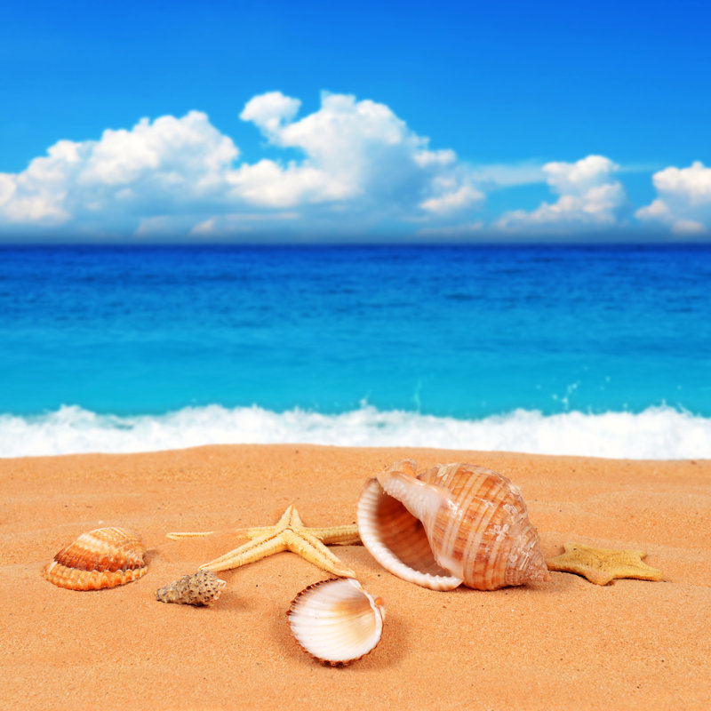 Shell On The Sandy Beach by Borabajk - Wrapped Canvas Print, 30cm H x 30cm W