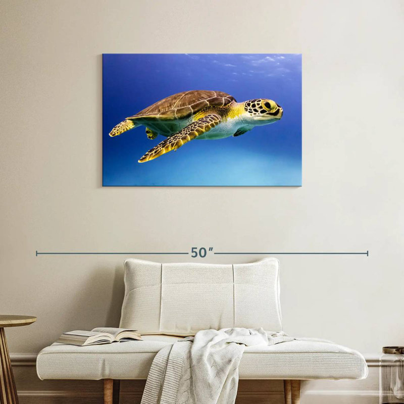 Brampt Young Hawksbill Turtle