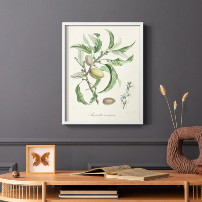 Antique Ammond Botanical IV, reproduction encadrée - bois massif