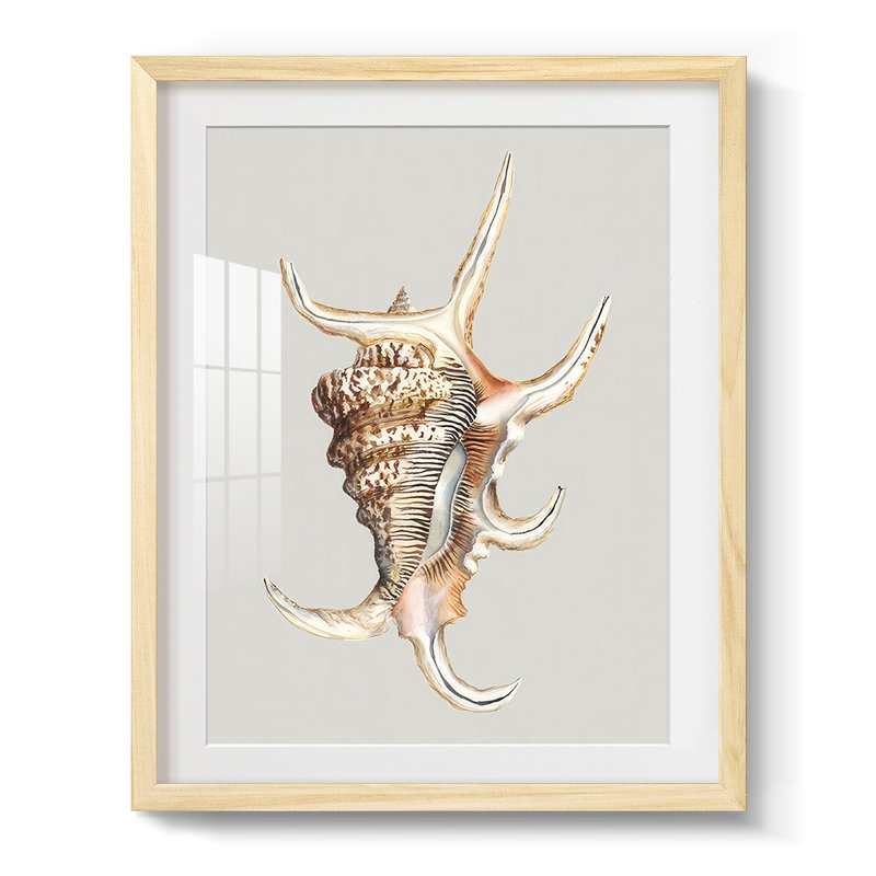 Spider Conch - impression encadrée, Naturel, H 28,5 po x l 20,5 po