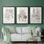 Sépia Besler Botanicals I - ensemble de 3 reproductions de cadres photo-69879056-69879058