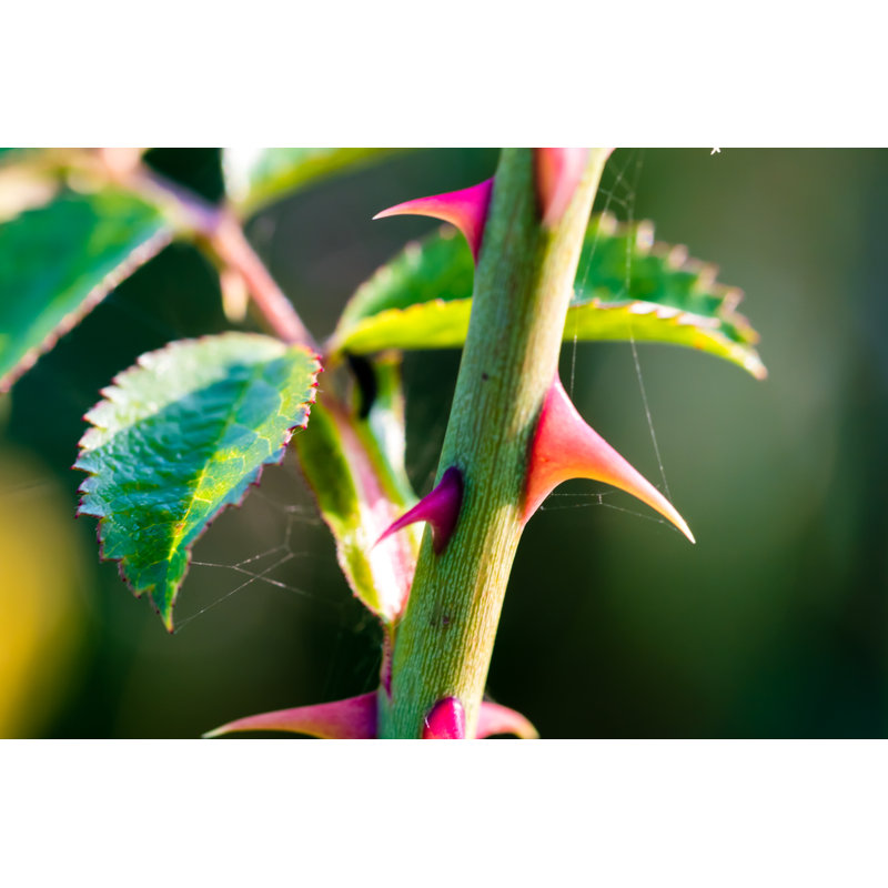 Sharp Thorns Of A Wild Rose by Jan Rozehnal - Wrapped Canvas Print, 81cm H x 122cm W x 3.8cm D
