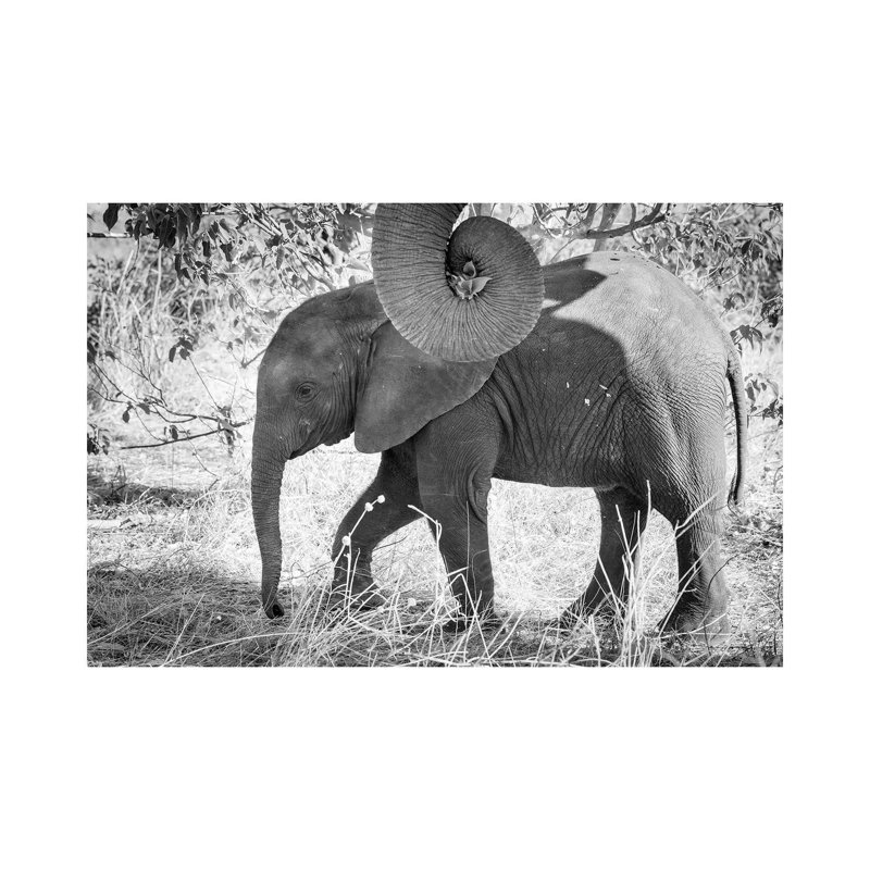 Africa, Botswana, Chobe National Park Black and White of Elephant Calf Close-up 1 Piece Wrapped Canvas Wall Art