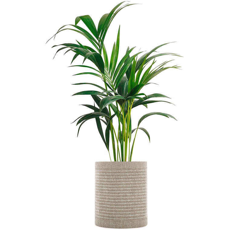 Kleo Cachepot, Beige