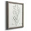 «Botanical Study in Sage I», reproduction d'art sur toile-1084176048