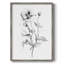 «Wild Poppy S Croquis», reproduction encadrée - bois massif 47964-23462311