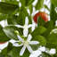 Olive artificielle 30,5 po en pot