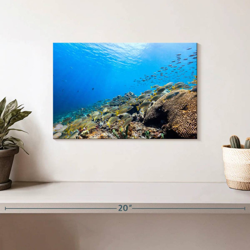 St. lucia ocean life Aletra, H 8 po x l 12 po