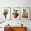 Fruit antique 8 - impression encadrée de qualité supérieure sur mesure mat - 3 pièces-2075756782-2075756778