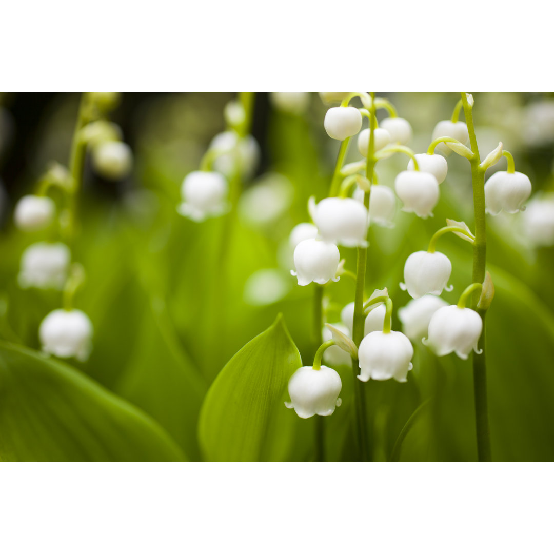 Leinwandbild Lily of the Valley von Oluolu3