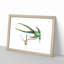 Fork-Tailed Hummingbird by George Shaw - Framed Print-55620693-55620694