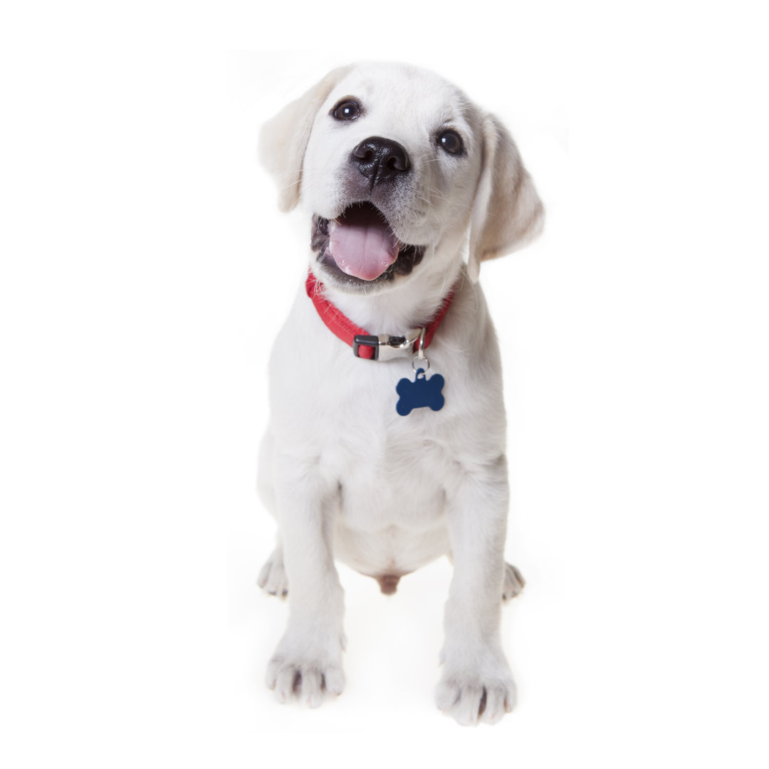 Adorable Labrador Retriever Puppy - Wrapped Canvas Print