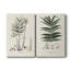 Toile tendue avec galerie Botanical Society Ferns-747996745