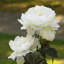 Arrangement floral pivoine Lockwood-88545869