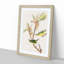 Kentucky Warbler Birds by John Audubon - Picture Frame Painting Print-55609794-55609798
