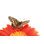 Papillon sur un gerbera orange par Arlindo71