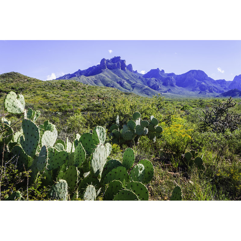 Prickly Pear Cacti - Wrapped Canvas Print, 61cm H x 91cm W