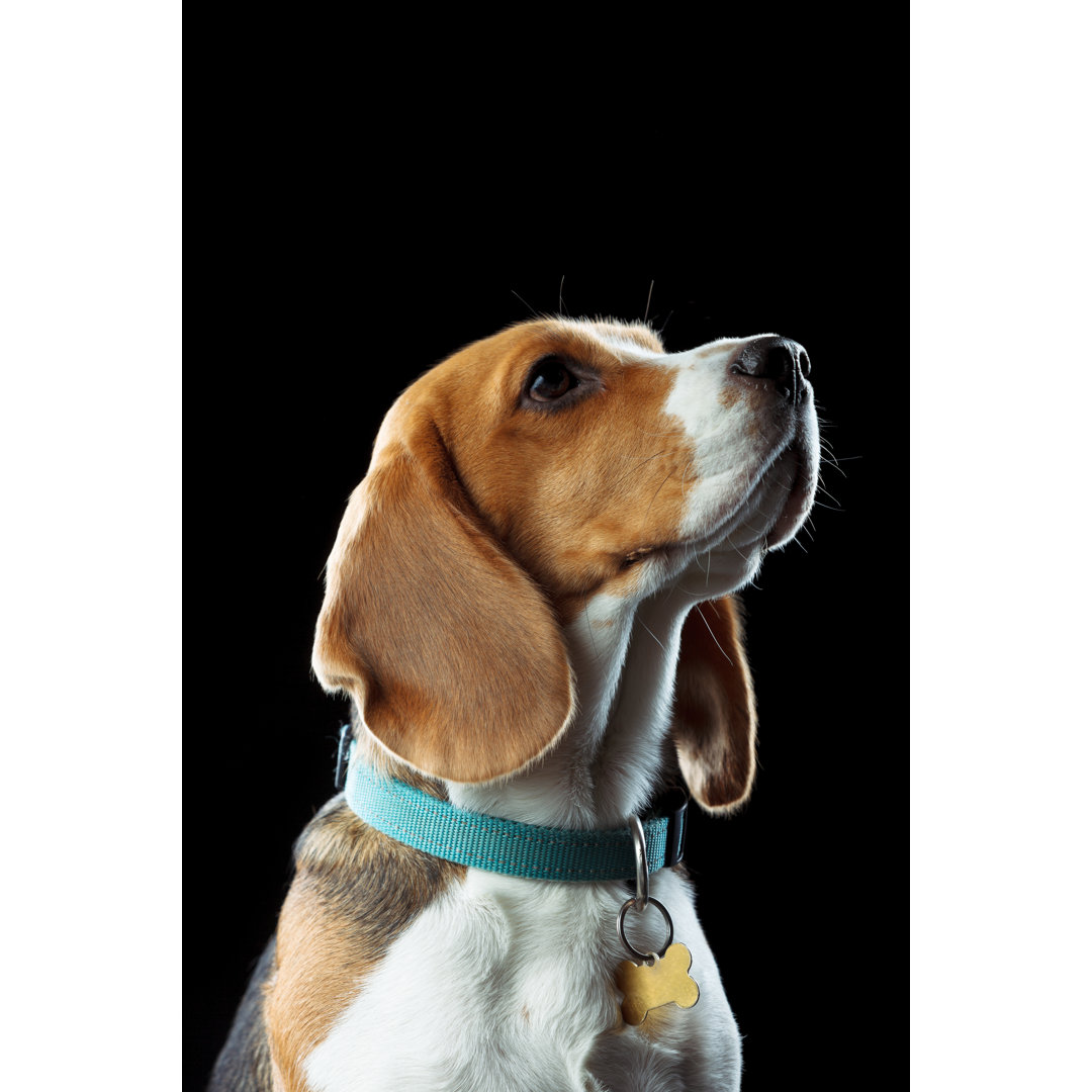 Junger Beagle