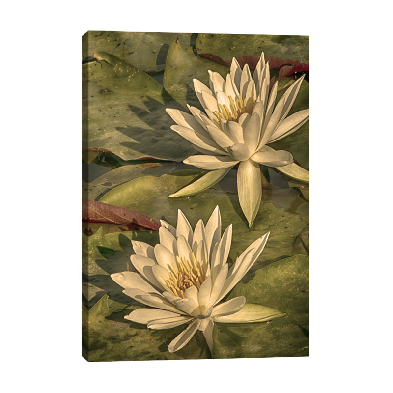 Dano - Wrapped Canvas Print, 46 cm H x 30 cm W x 3 cm D
