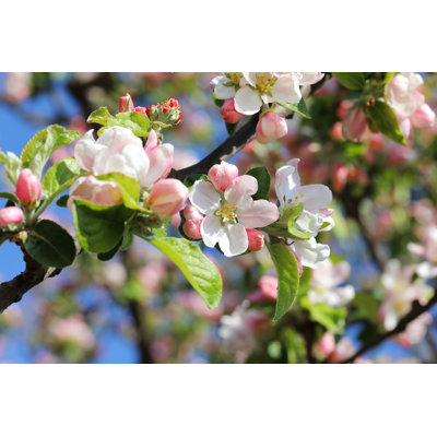 Apple Tree - Wrapped Canvas Print