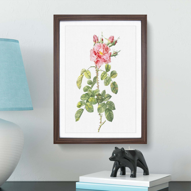 Four-Seasons Roses in Pink by Pierre-Joseph Redoute - Framed Print, Walnut Framed, 48cm H x 36cm W x 2cm D