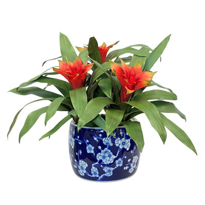 Bromeliad en fleurs