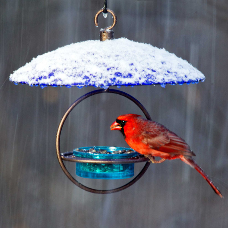 Dôme météo en verre 11 po pour oiseaux Dareck, Bleu de cobalt