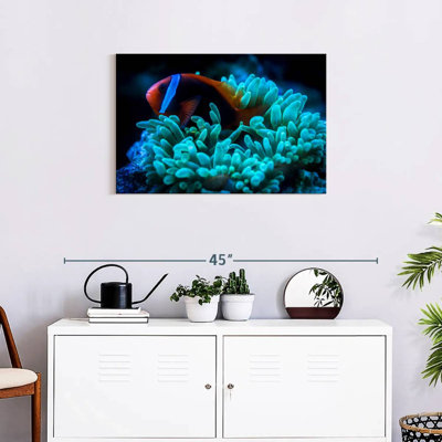Brampt Tomato Clownfish
