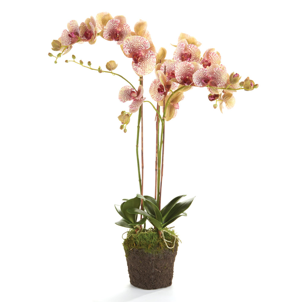 Stiles Orchid Arrangement Beachcrest Home™