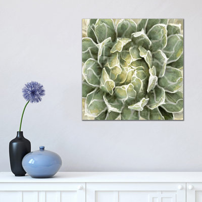 Succulent VII by Lindsay Benson - Wrapped Canvas Painting