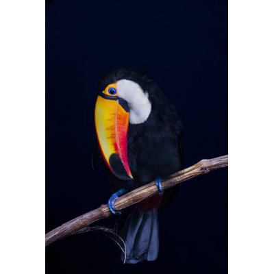 Toucan Toco by Legna69 - Wrapped Canvas Print