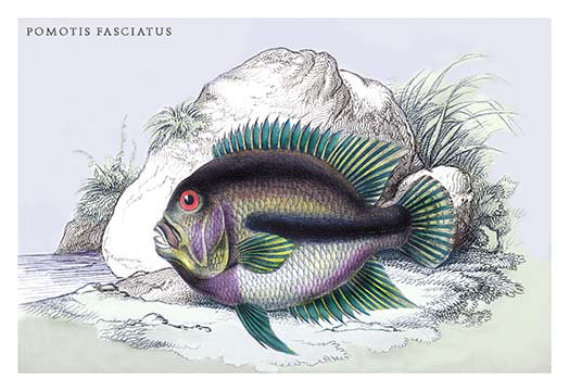 « pometis fasciatus » par robert h. schomburgk, reproduction d’art