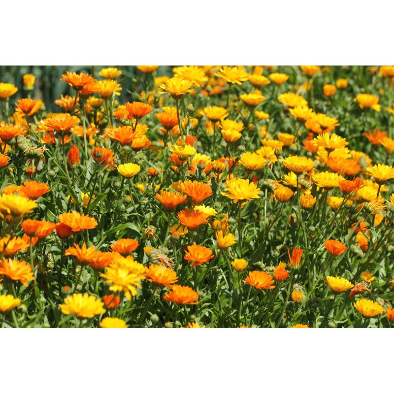 Calendula Officinalis - Print, 81cm H x 122cm W x 3.8cm D