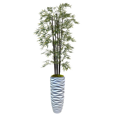 Arbre de bambou Panama